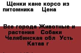 Щенки кане корсо из  питомника! › Цена ­ 65 000 - Все города Животные и растения » Собаки   . Челябинская обл.,Усть-Катав г.